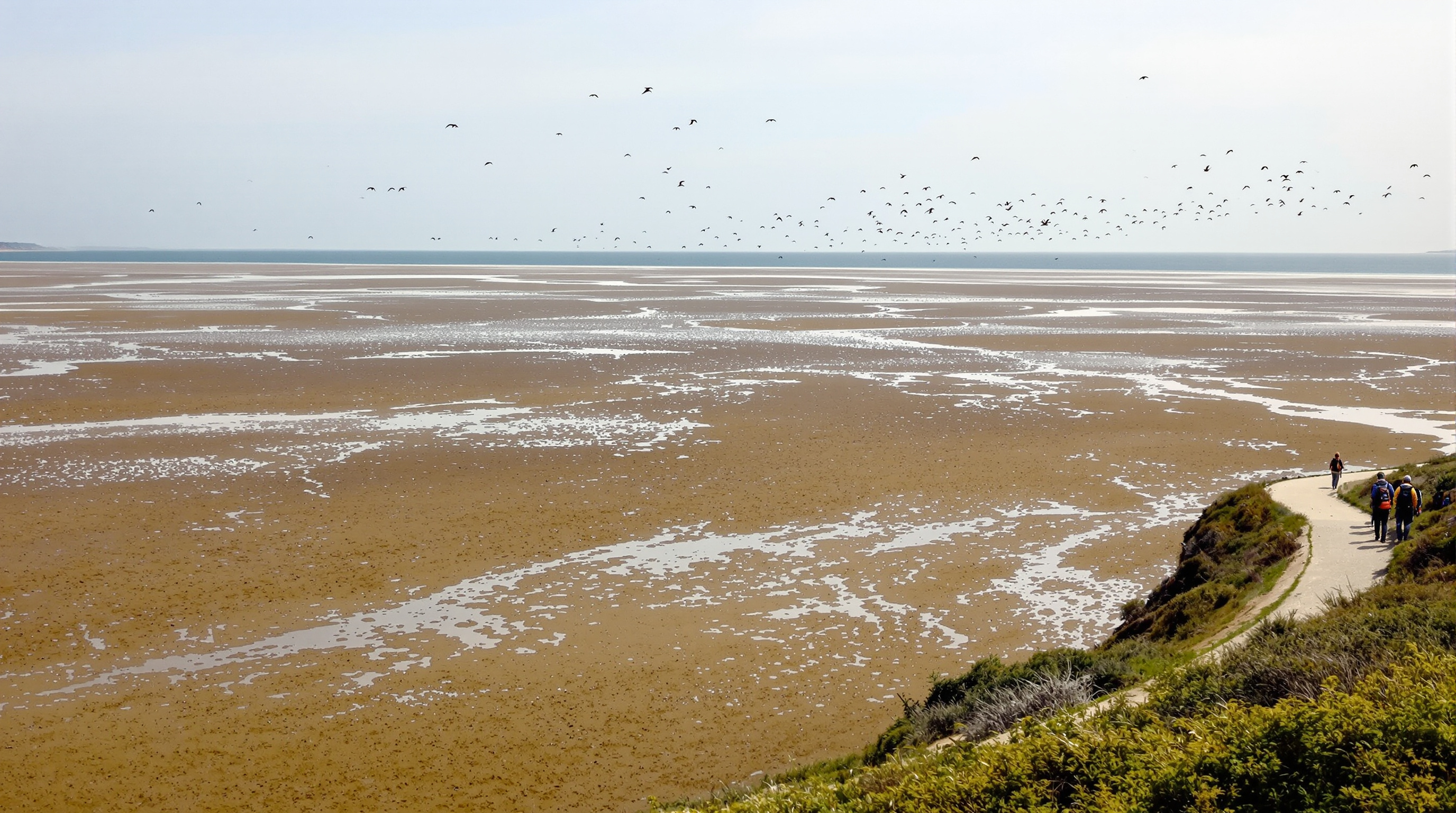 Paysage naturel de la Réserve Naturelle de la Baie de Saint-Brieuc avec grande étendue de vase à marée basse, oiseaux en vol et randonneurs sur un sentier côtier